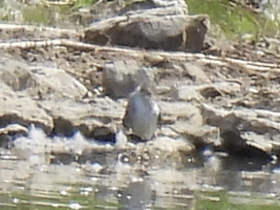 Lesser/Greater Yellowlegs - ML641257121