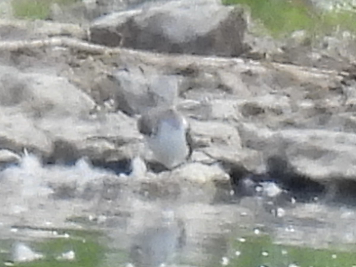 Lesser/Greater Yellowlegs - ML641257122