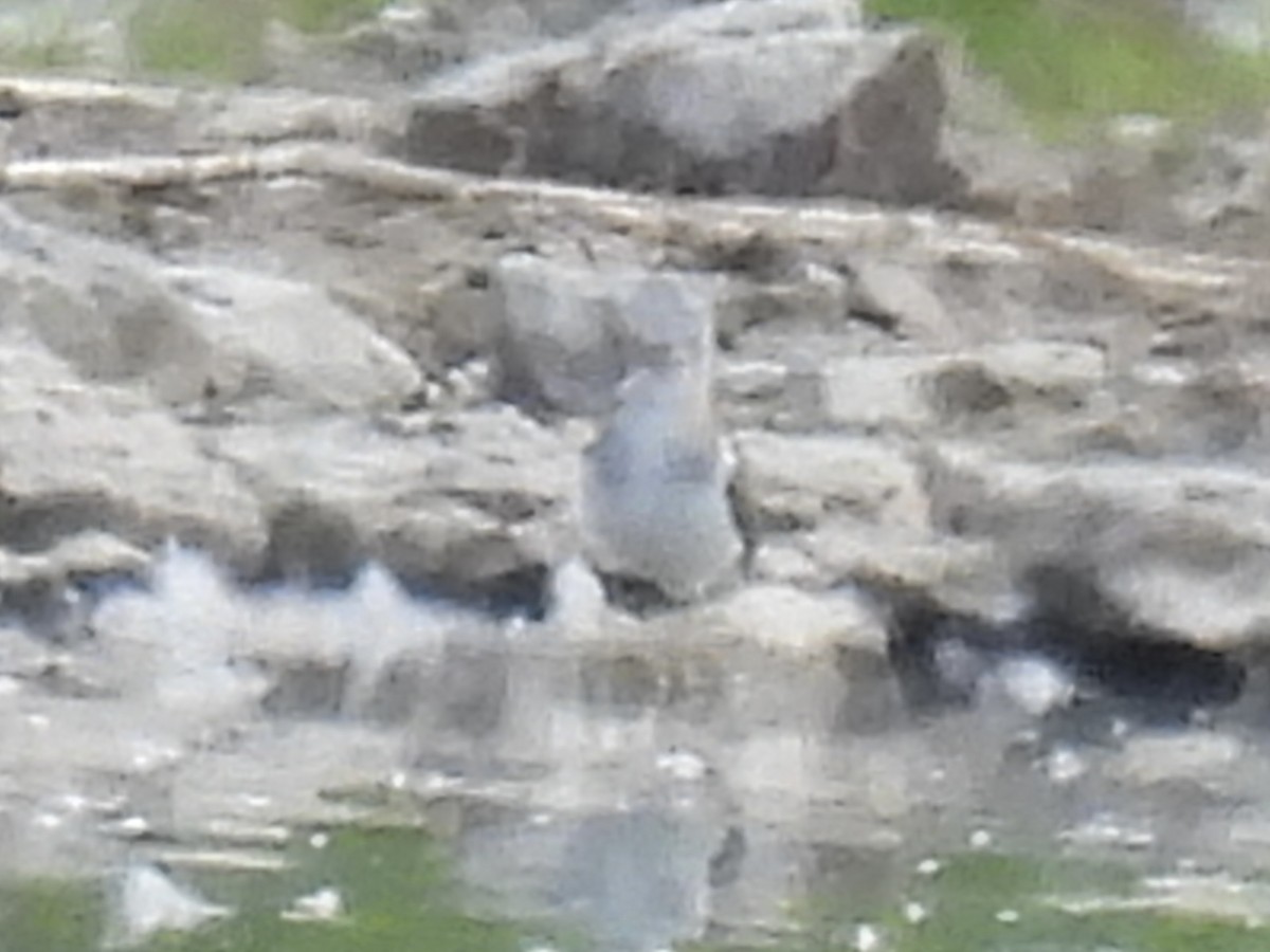 Lesser/Greater Yellowlegs - ML641257123