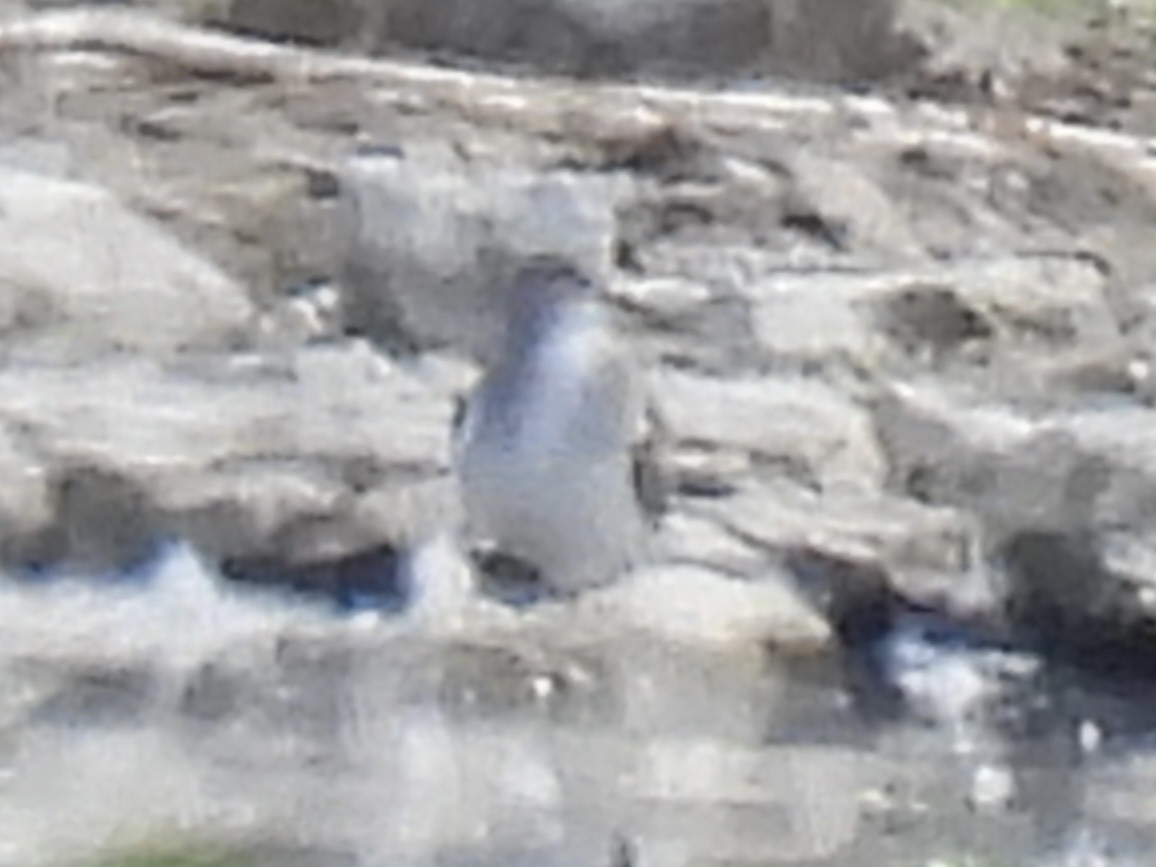 Lesser/Greater Yellowlegs - ML641257124