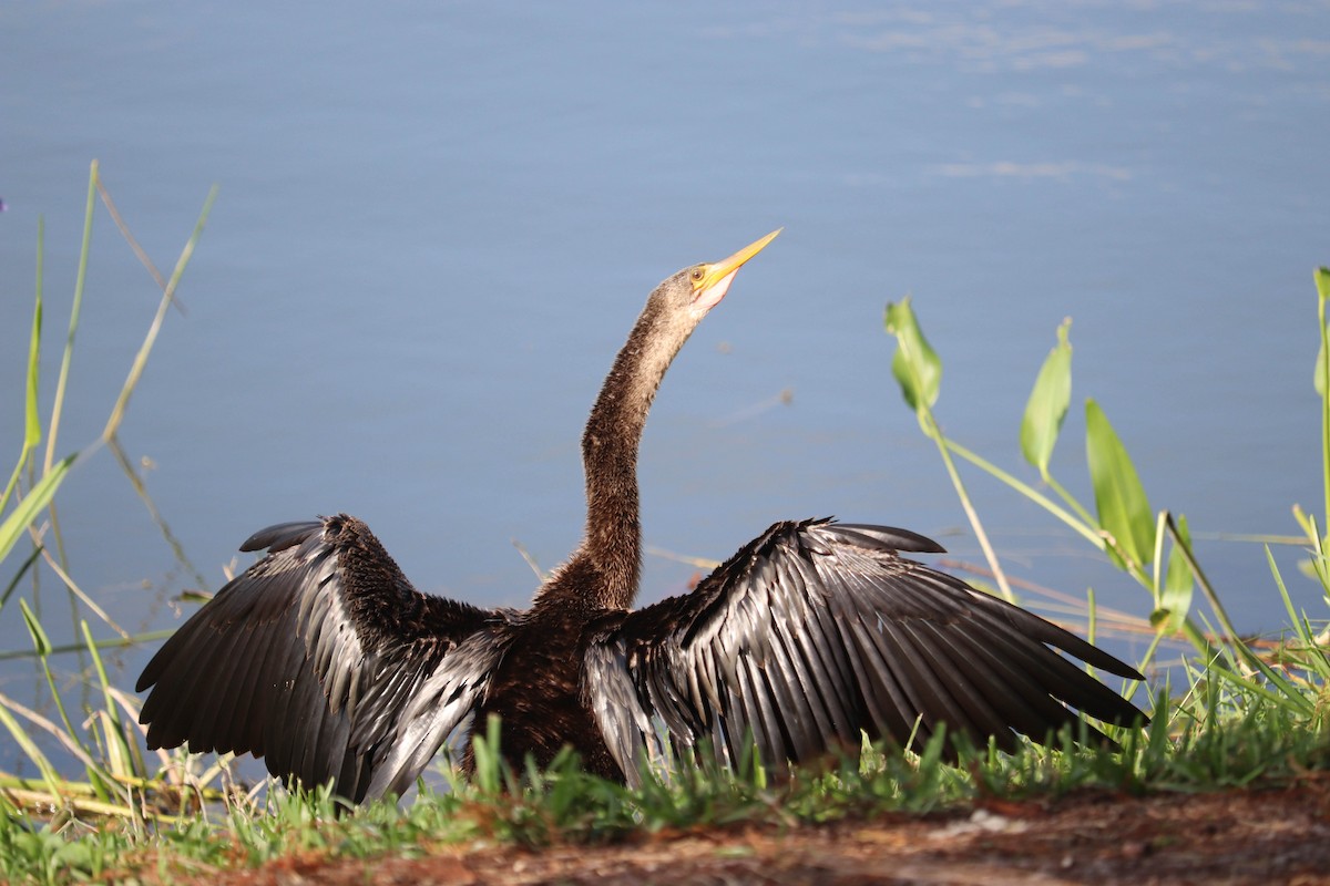 Anhinga - ML641257135