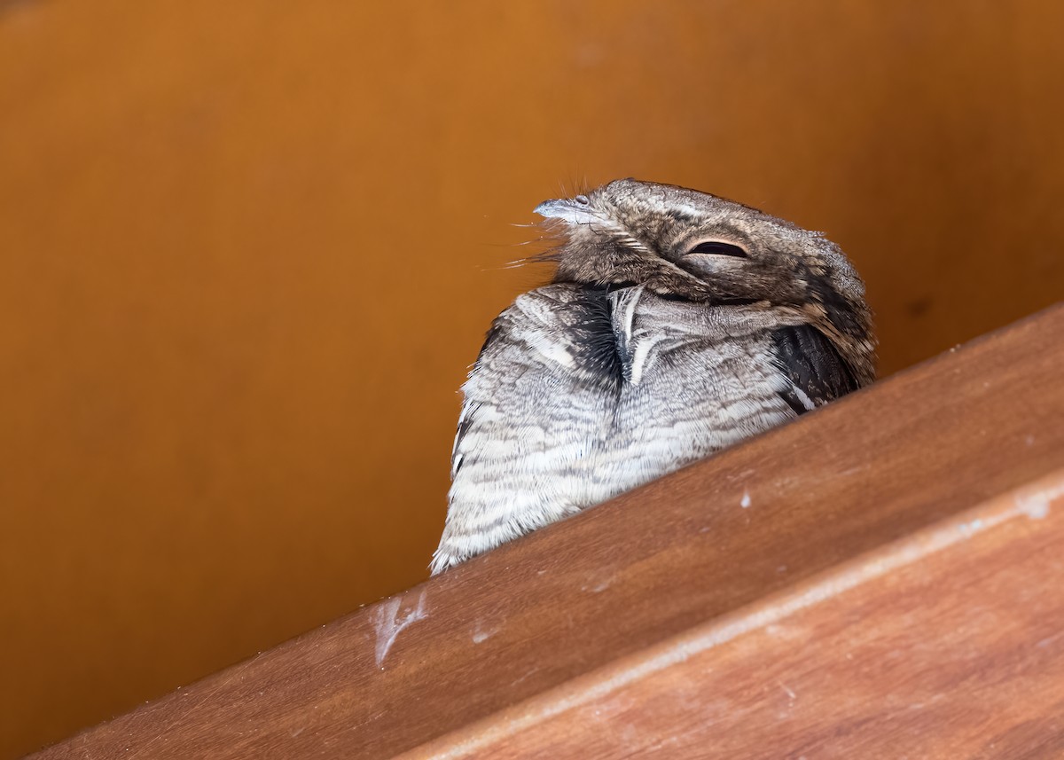 Large-tailed Nightjar - ML641257151