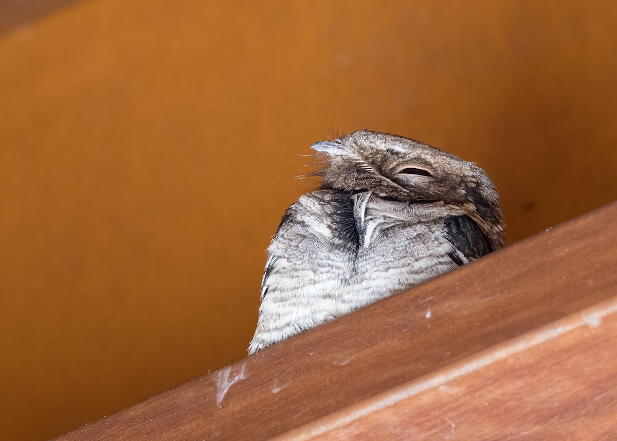 Large-tailed Nightjar - ML641257152