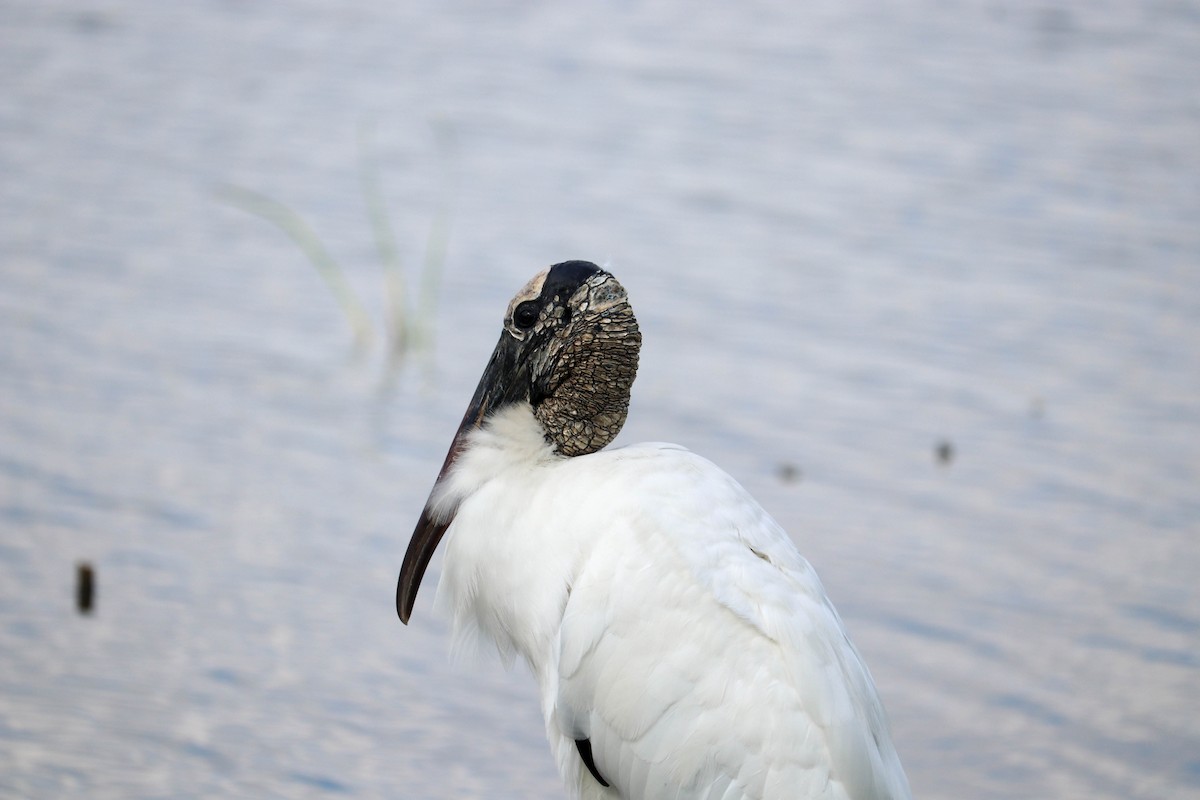 Wood Stork - ML641257154