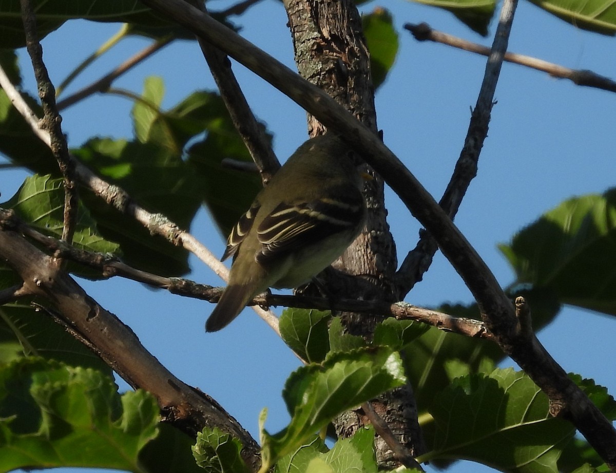 Yellow-bellied Flycatcher - ML641257160