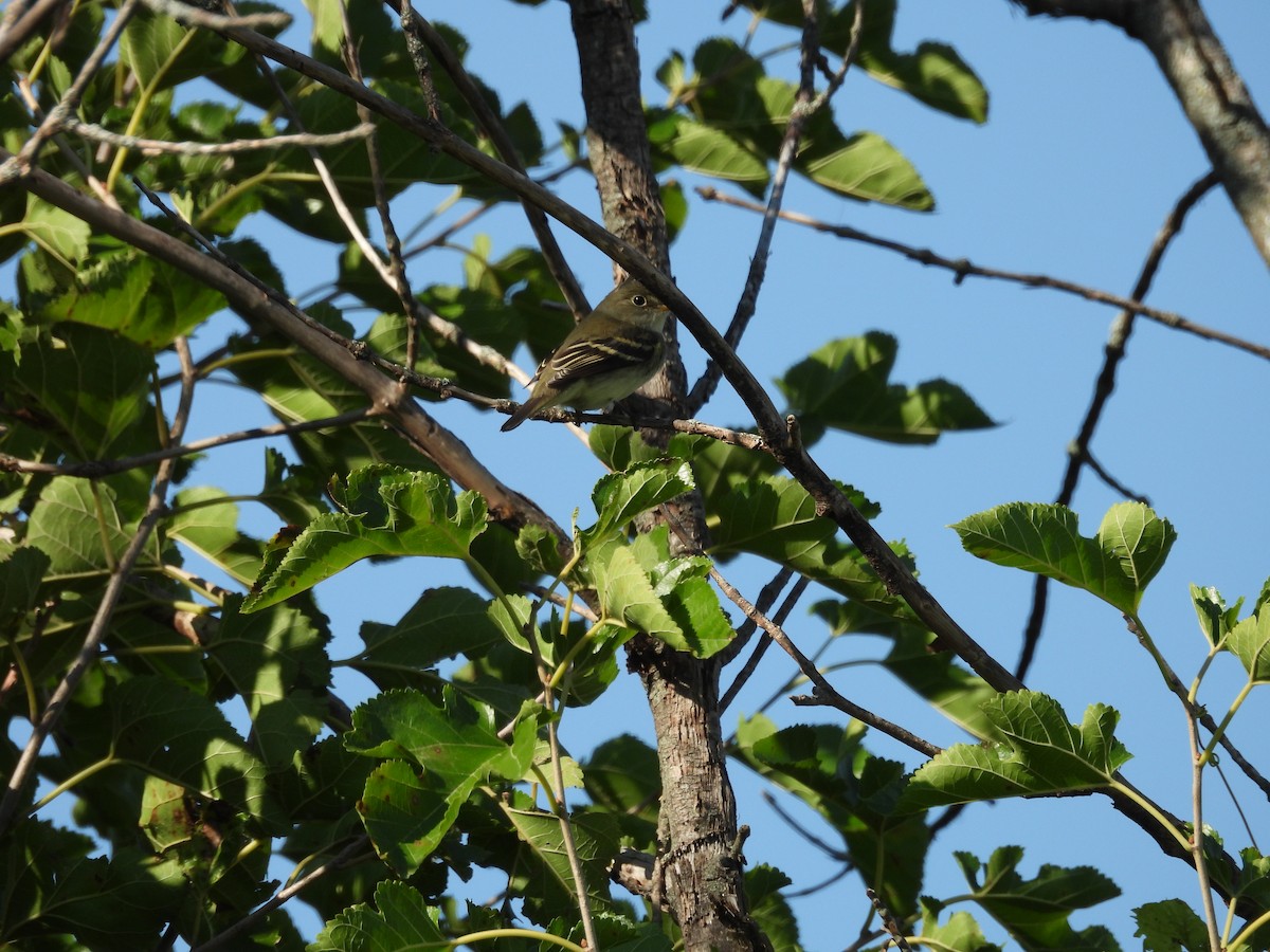 Yellow-bellied Flycatcher - ML641257161
