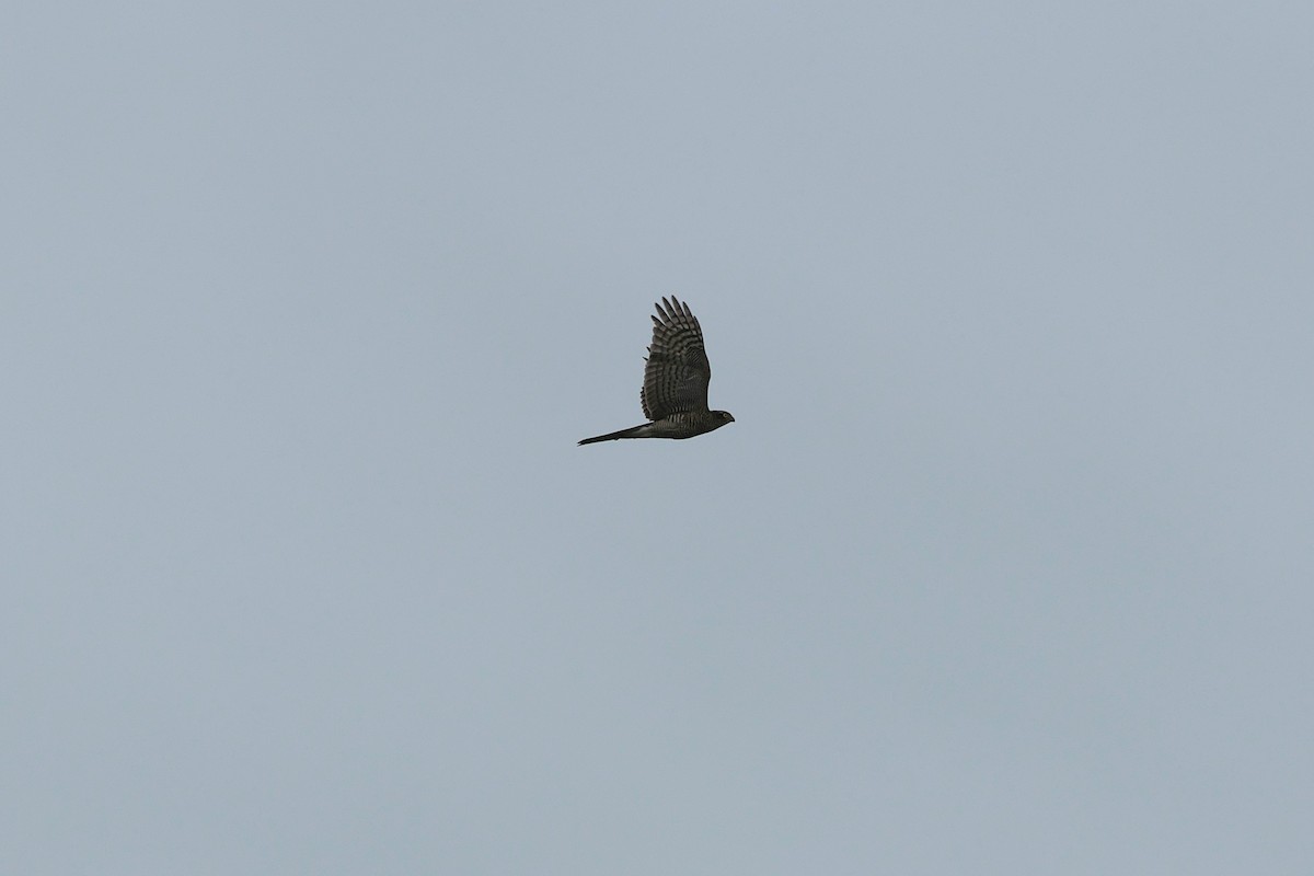 Eurasian Sparrowhawk - ML641257253