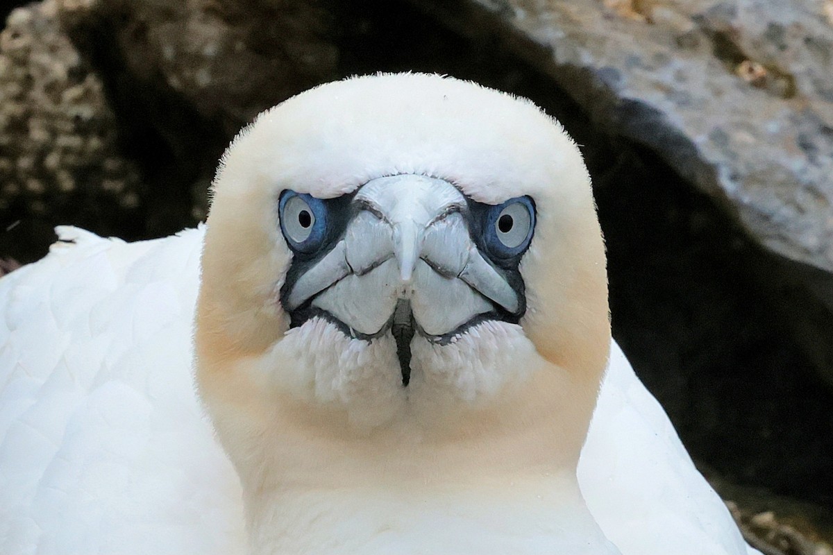 Northern Gannet - ML641257280
