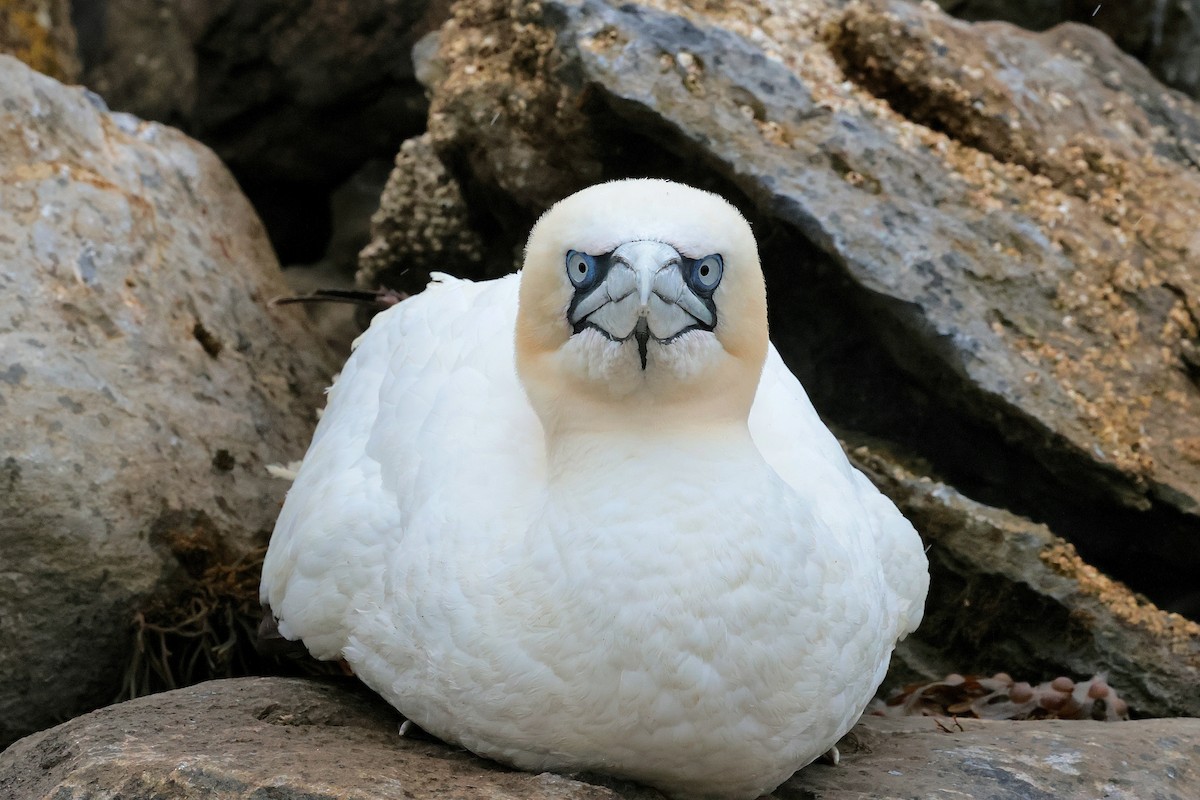 Northern Gannet - ML641257281