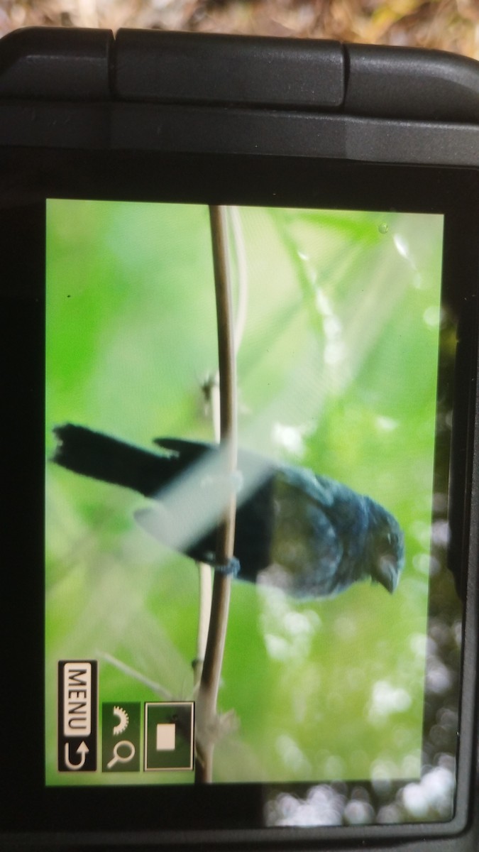 Blue Seedeater - ML641257294