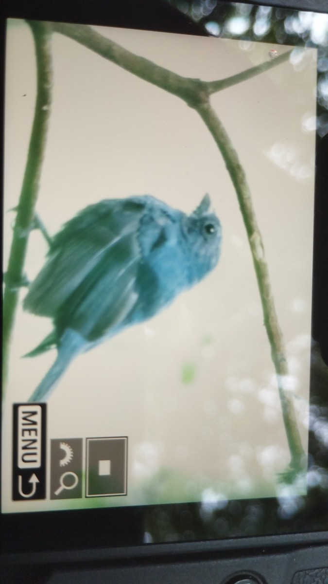 Blue Seedeater - ML641257295