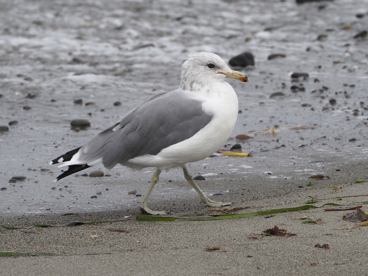 California Gull - ML641257318