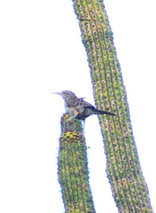 Cactus Wren - ML641257331