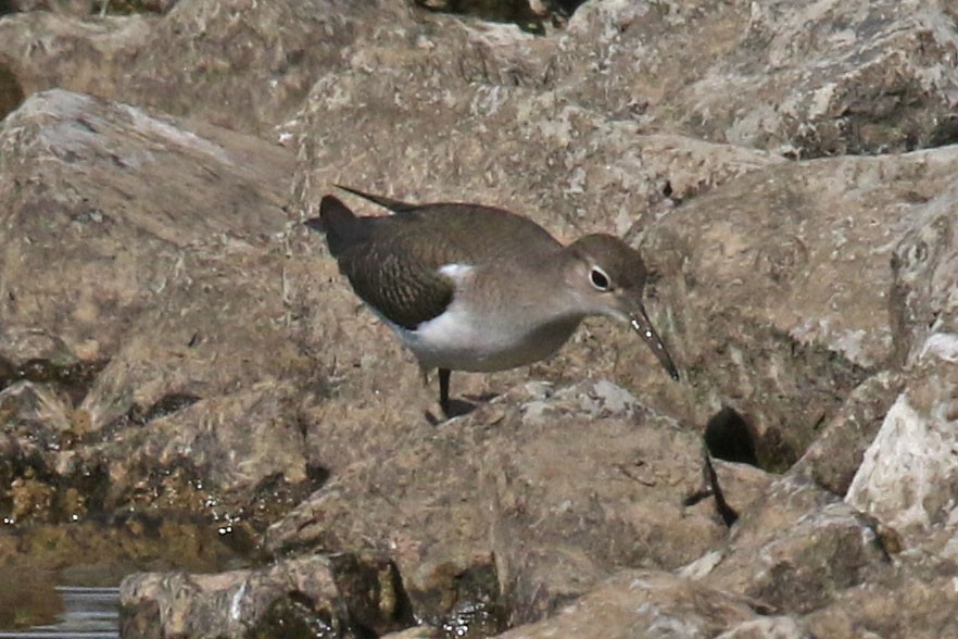 Spotted Sandpiper - ML641257332