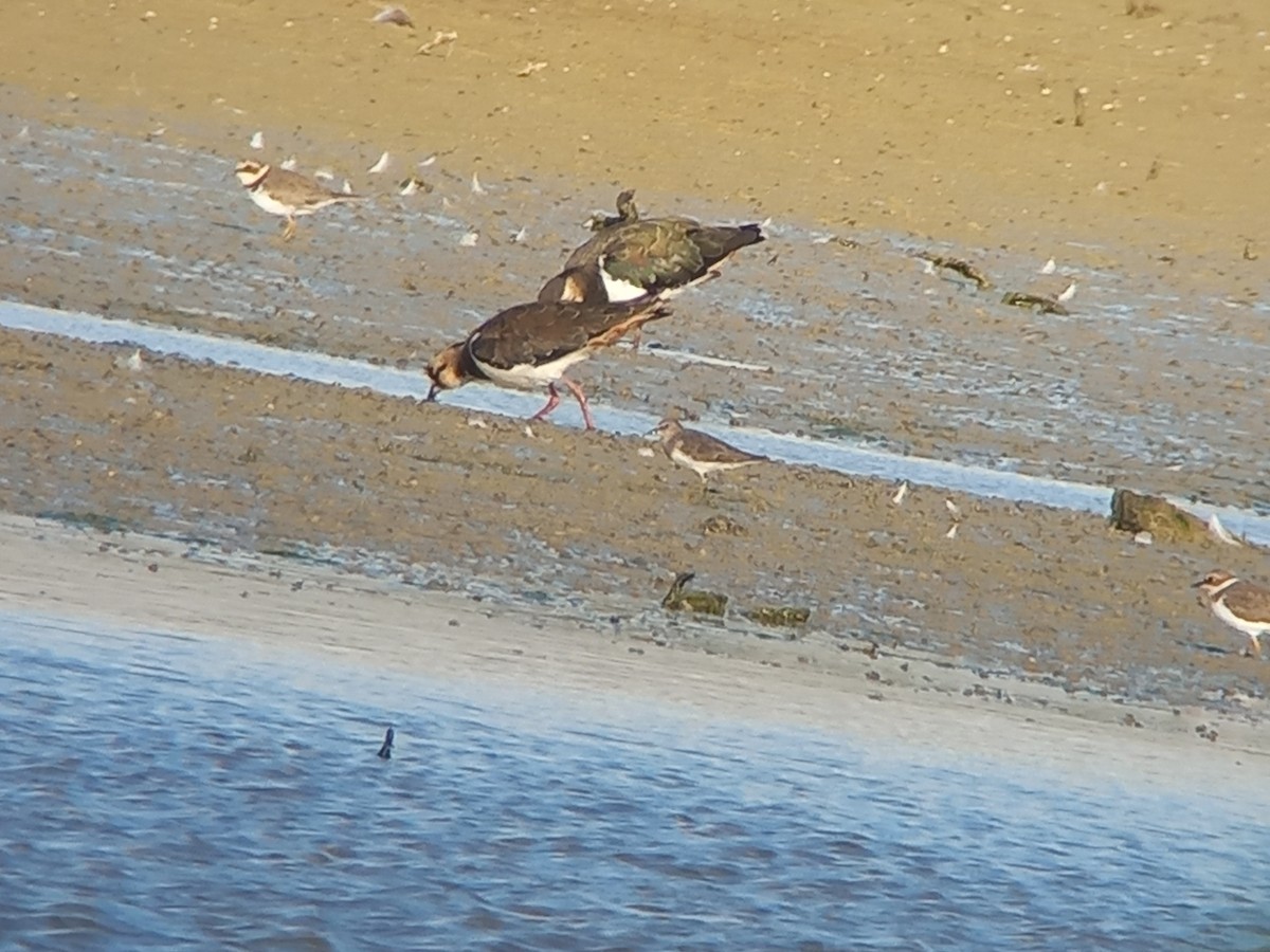 jespák šedý - ML641257334