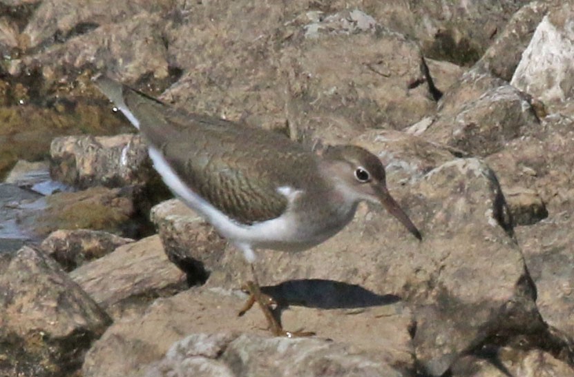 Spotted Sandpiper - ML641257342