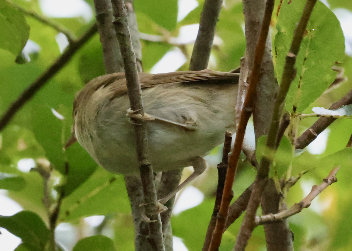 Marsh Warbler - ML641257357