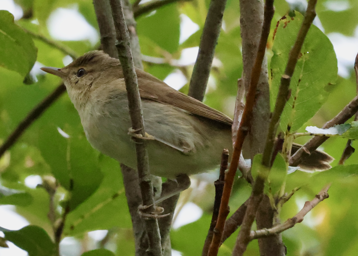 Marsh Warbler - ML641257358