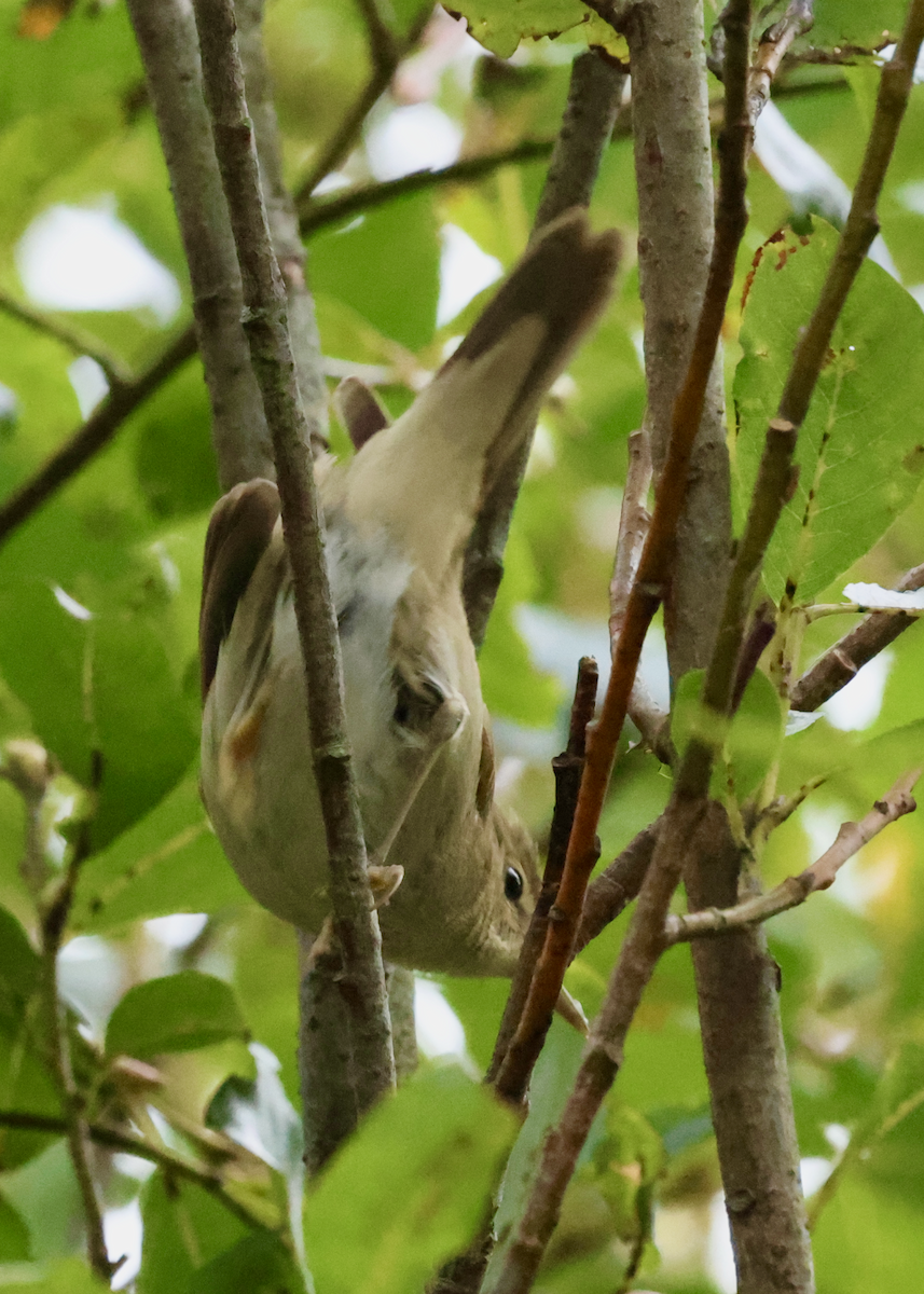Marsh Warbler - ML641257359