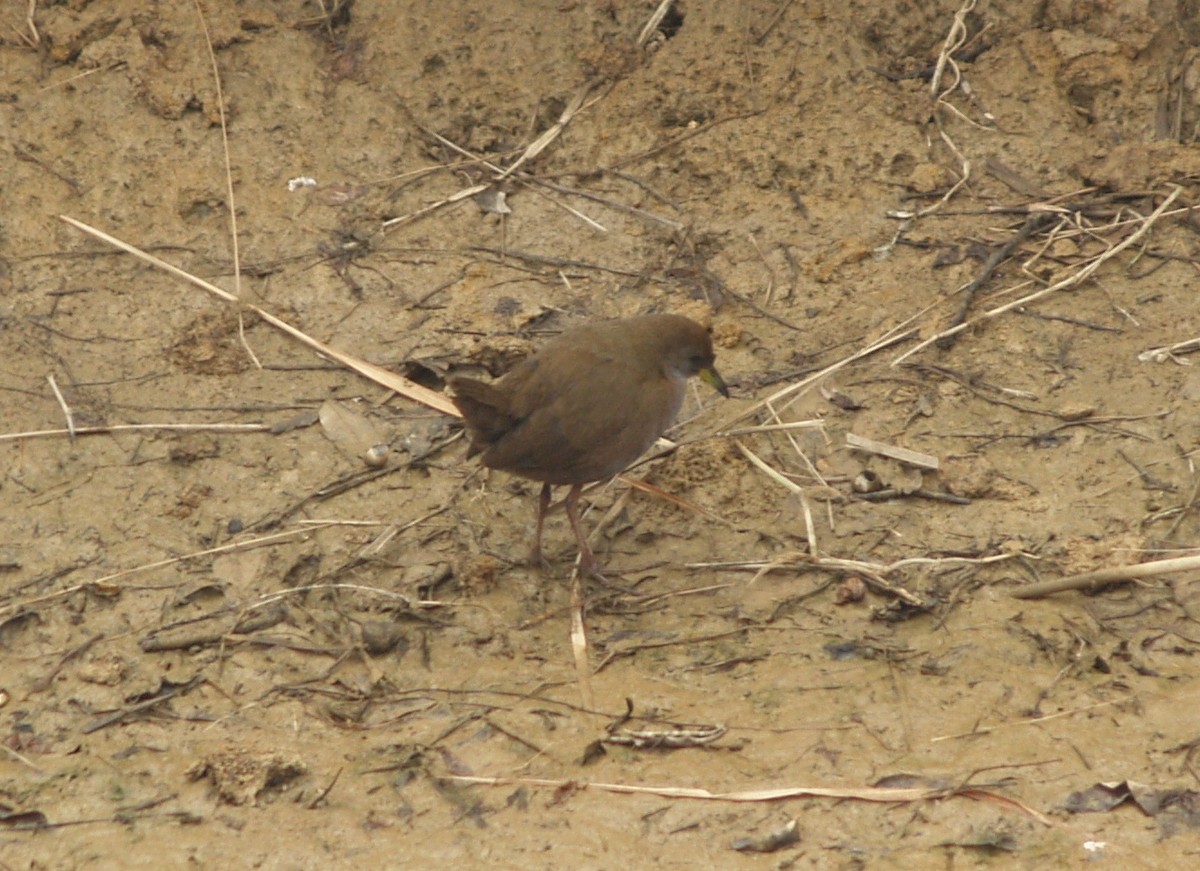 Brown Crake - ML641257407