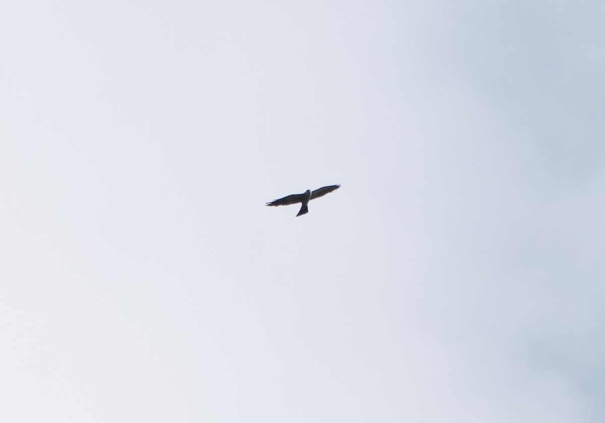 Mississippi Kite - ML641257418