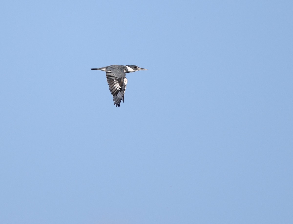 Belted Kingfisher - ML641257421
