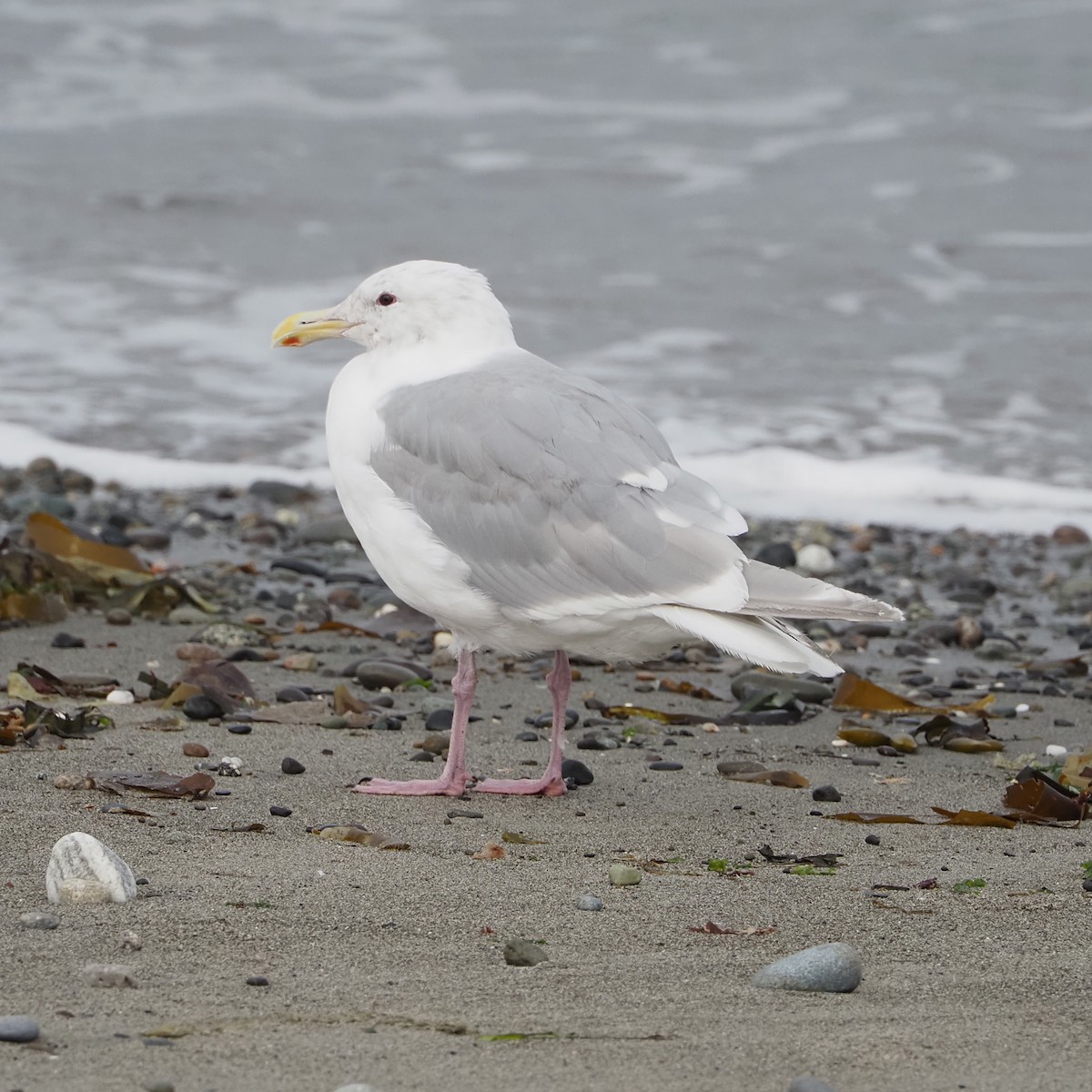 Glaucous-winged Gull - ML641257443