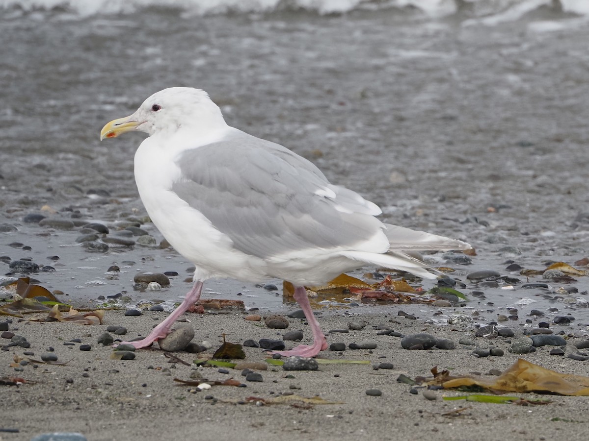 Glaucous-winged Gull - ML641257449
