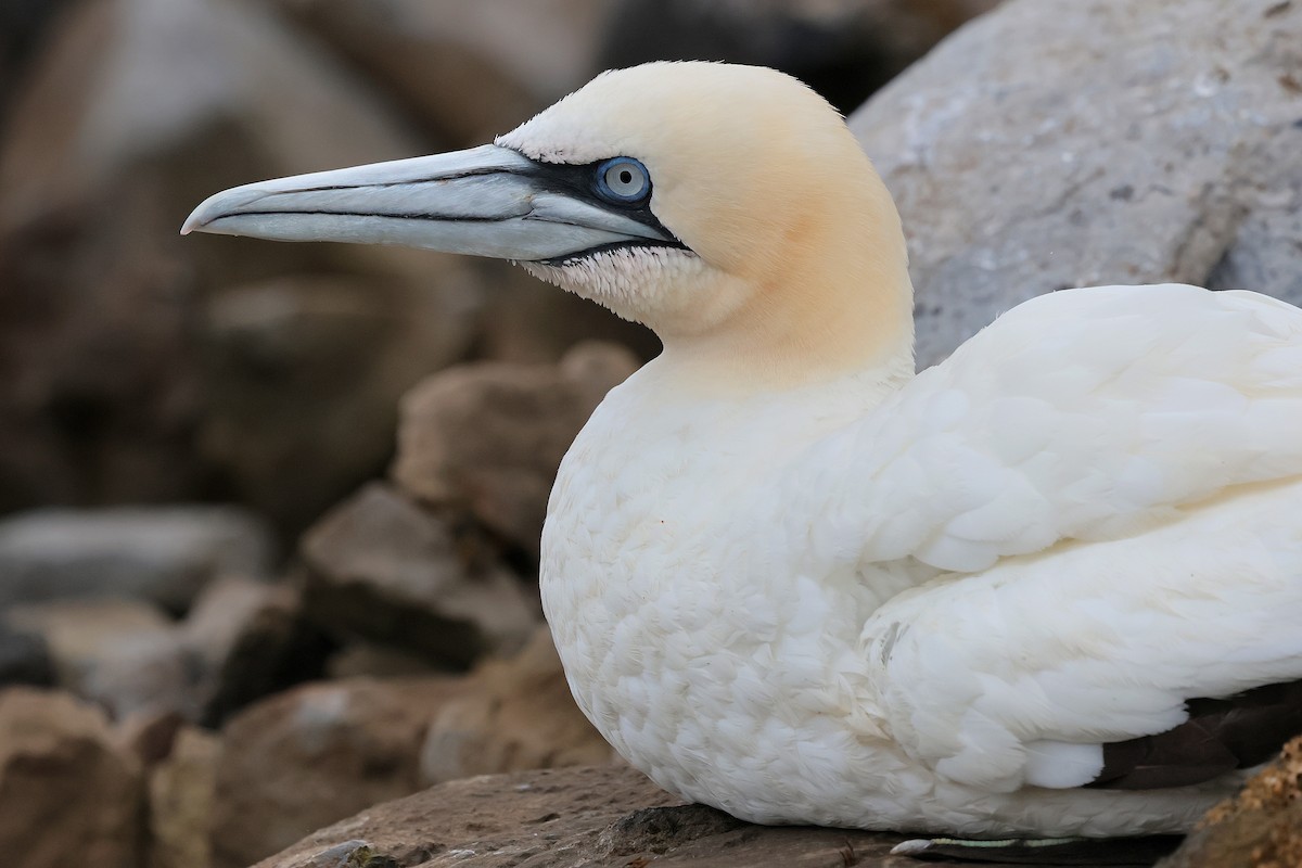 Northern Gannet - ML641257451