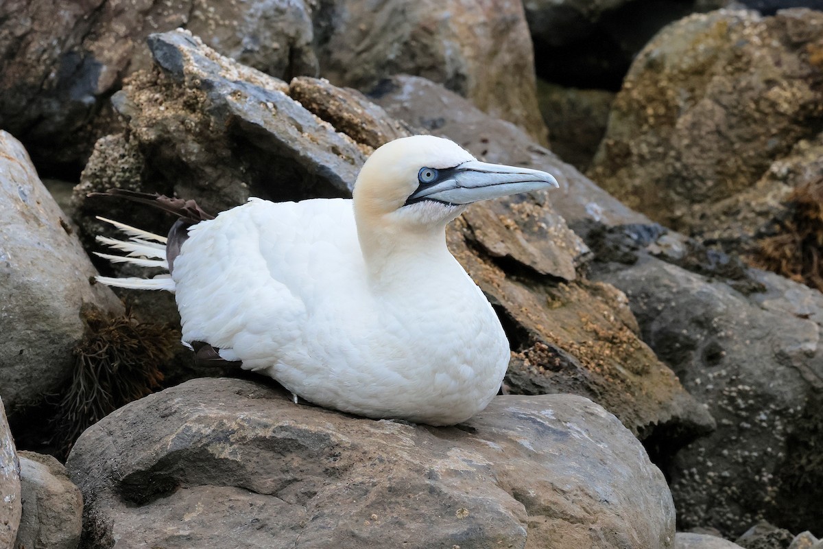 Northern Gannet - ML641257452