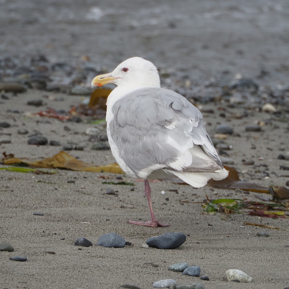 Glaucous-winged Gull - ML641257474