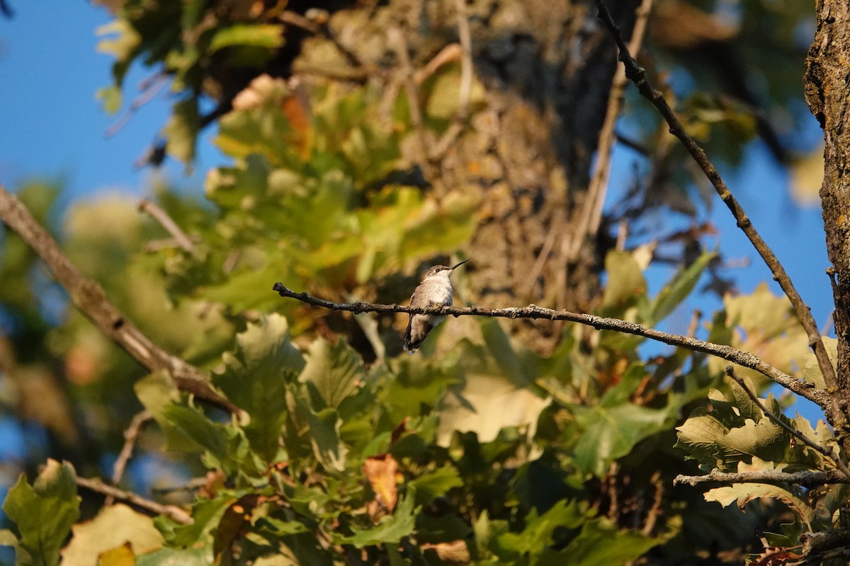 Ruby-throated Hummingbird - ML641257477