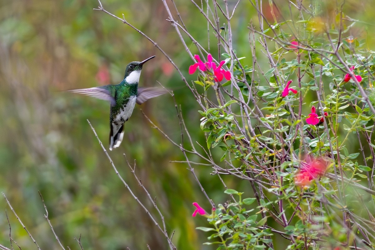 White-throated Hummingbird - ML641257516