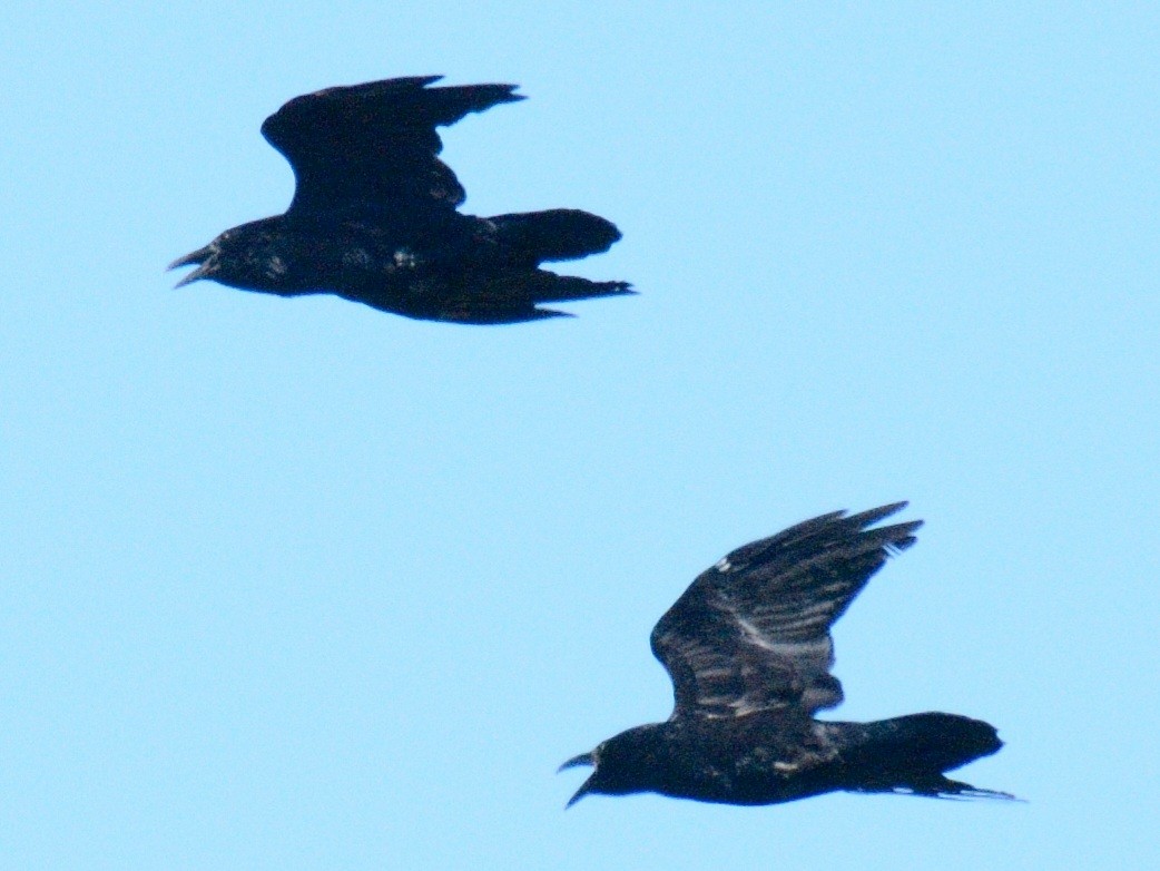 Common Raven - ML641257517