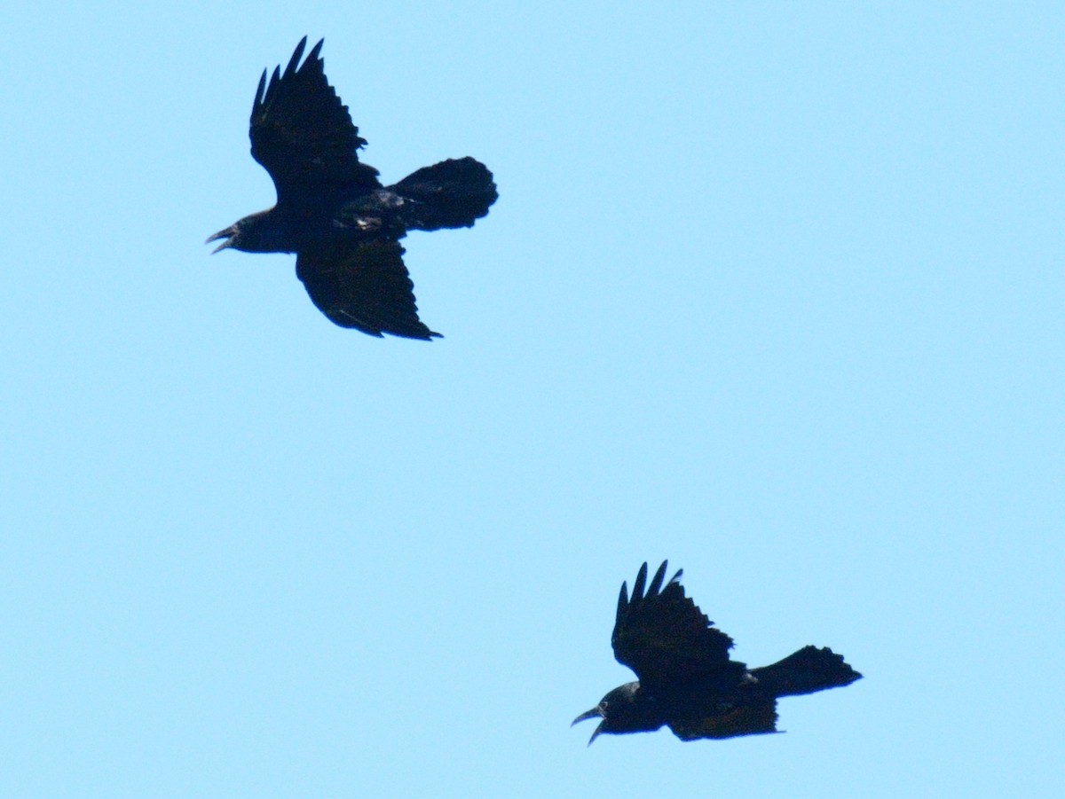Common Raven - ML641257518