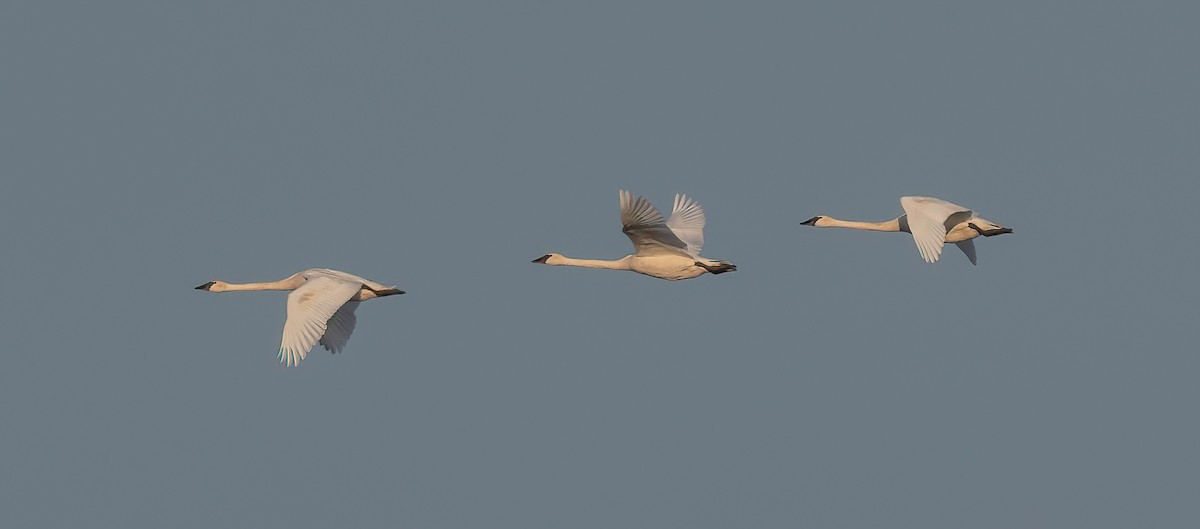 Trumpeter Swan - ML641257519