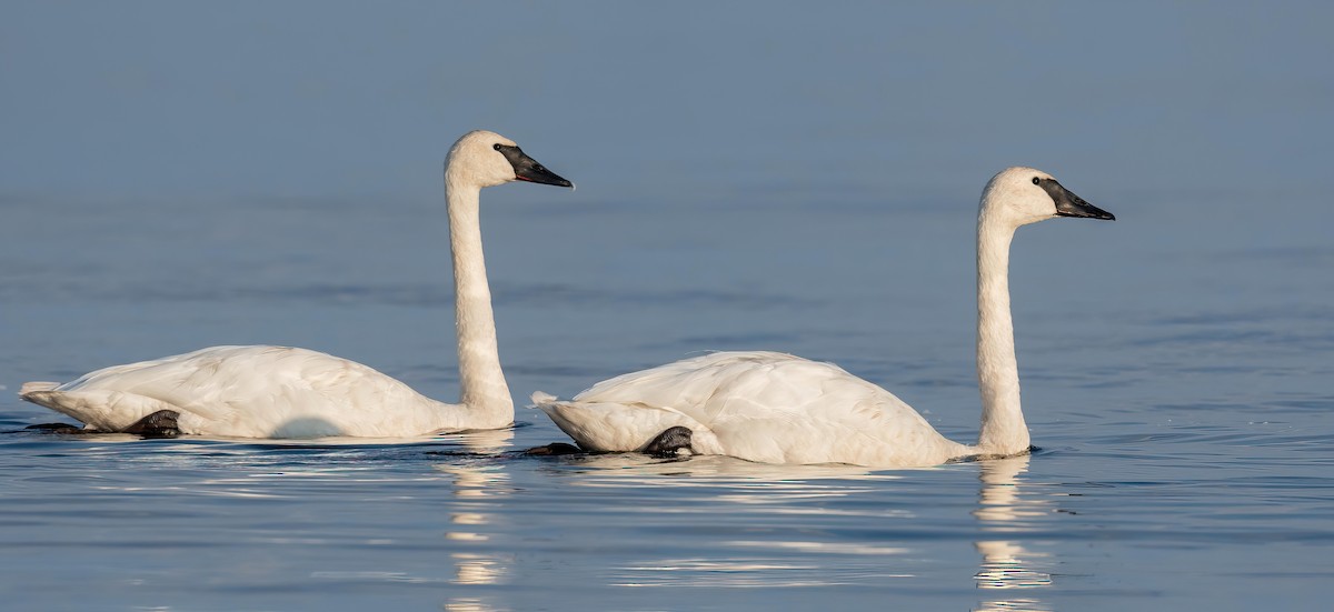 Trumpeter Swan - ML641257520