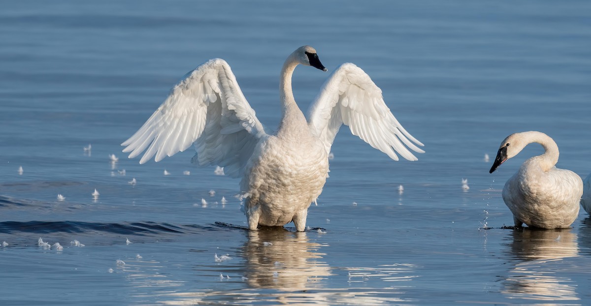 Trumpeter Swan - ML641257521