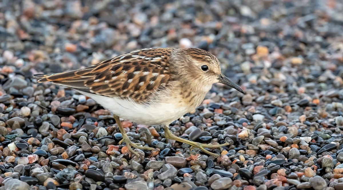 Least Sandpiper - ML641257532