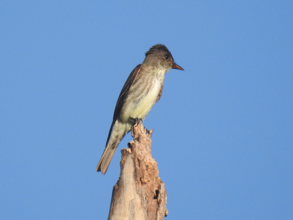 Olive-sided Flycatcher - ML641257566