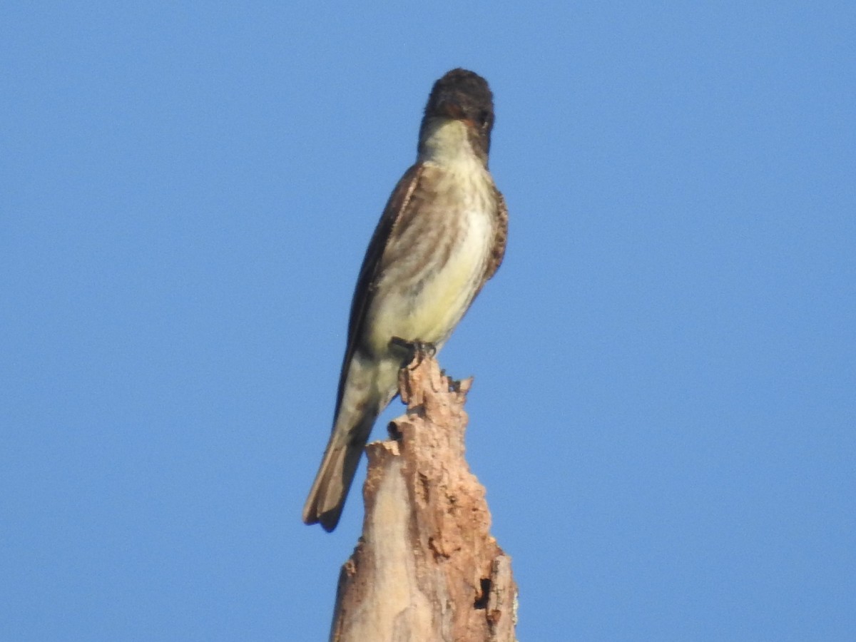 Olive-sided Flycatcher - ML641257567