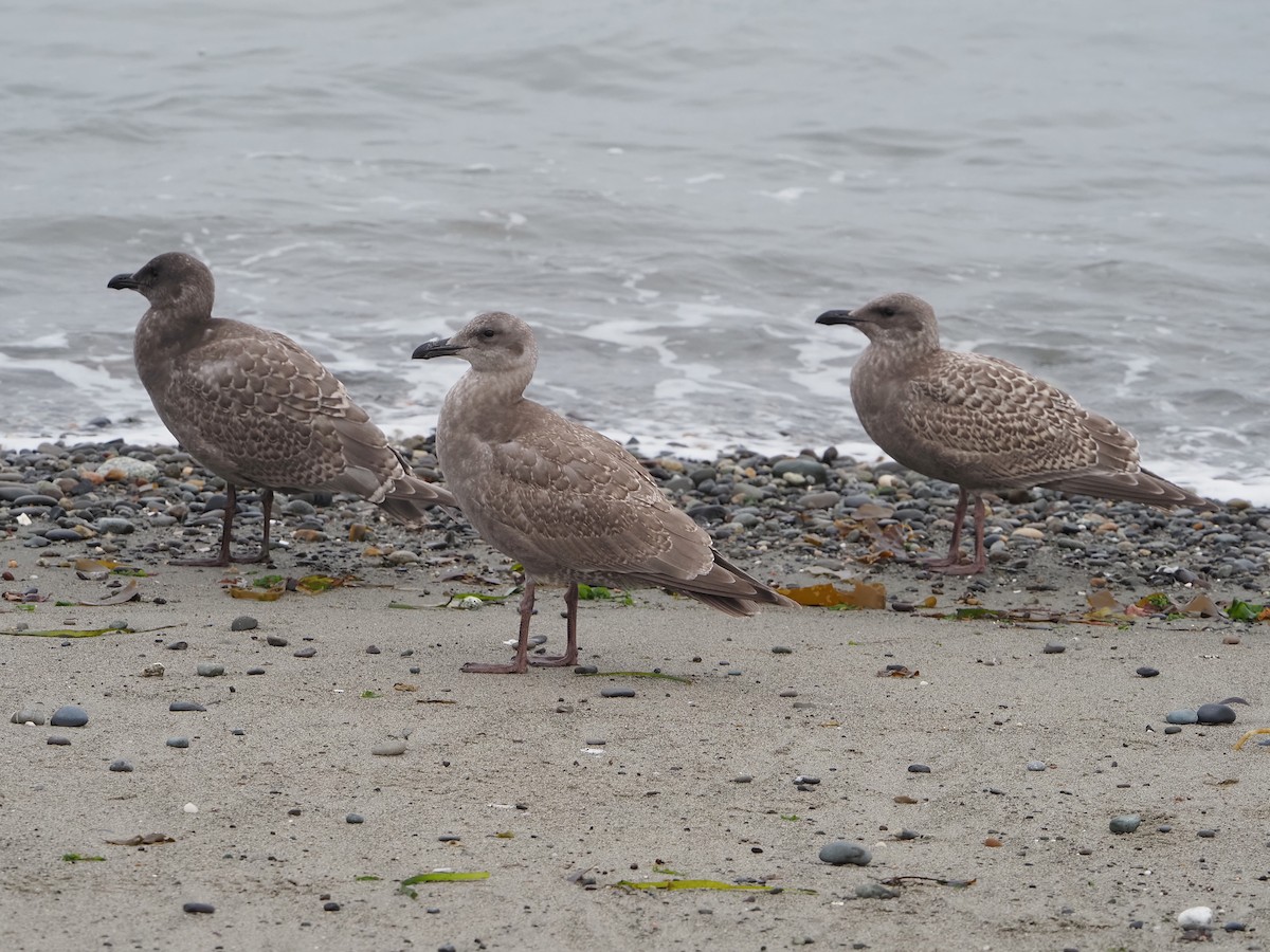 Western x Glaucous-winged Gull (hybrid) - ML641257593