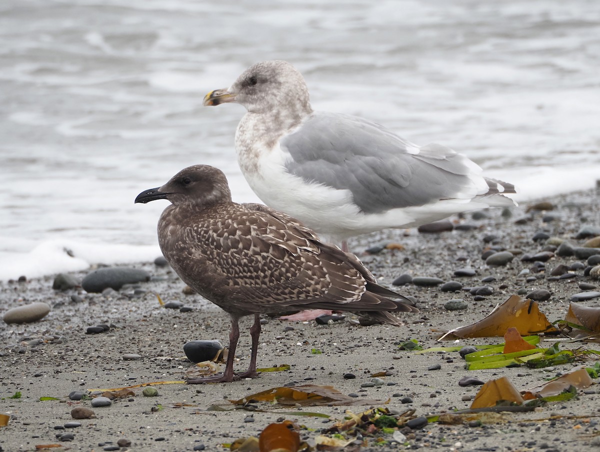 Western x Glaucous-winged Gull (hybrid) - ML641257608