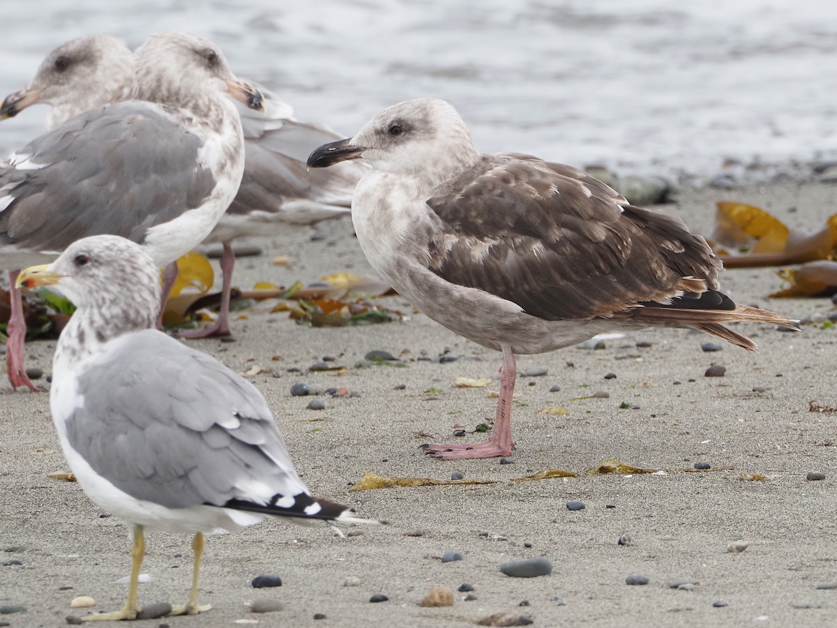 Western x Glaucous-winged Gull (hybrid) - ML641257624
