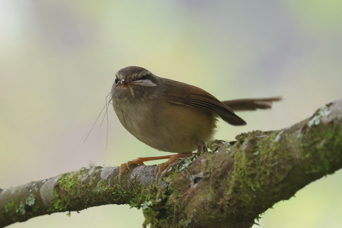 Yellowish-bellied Bush Warbler - ML641257645