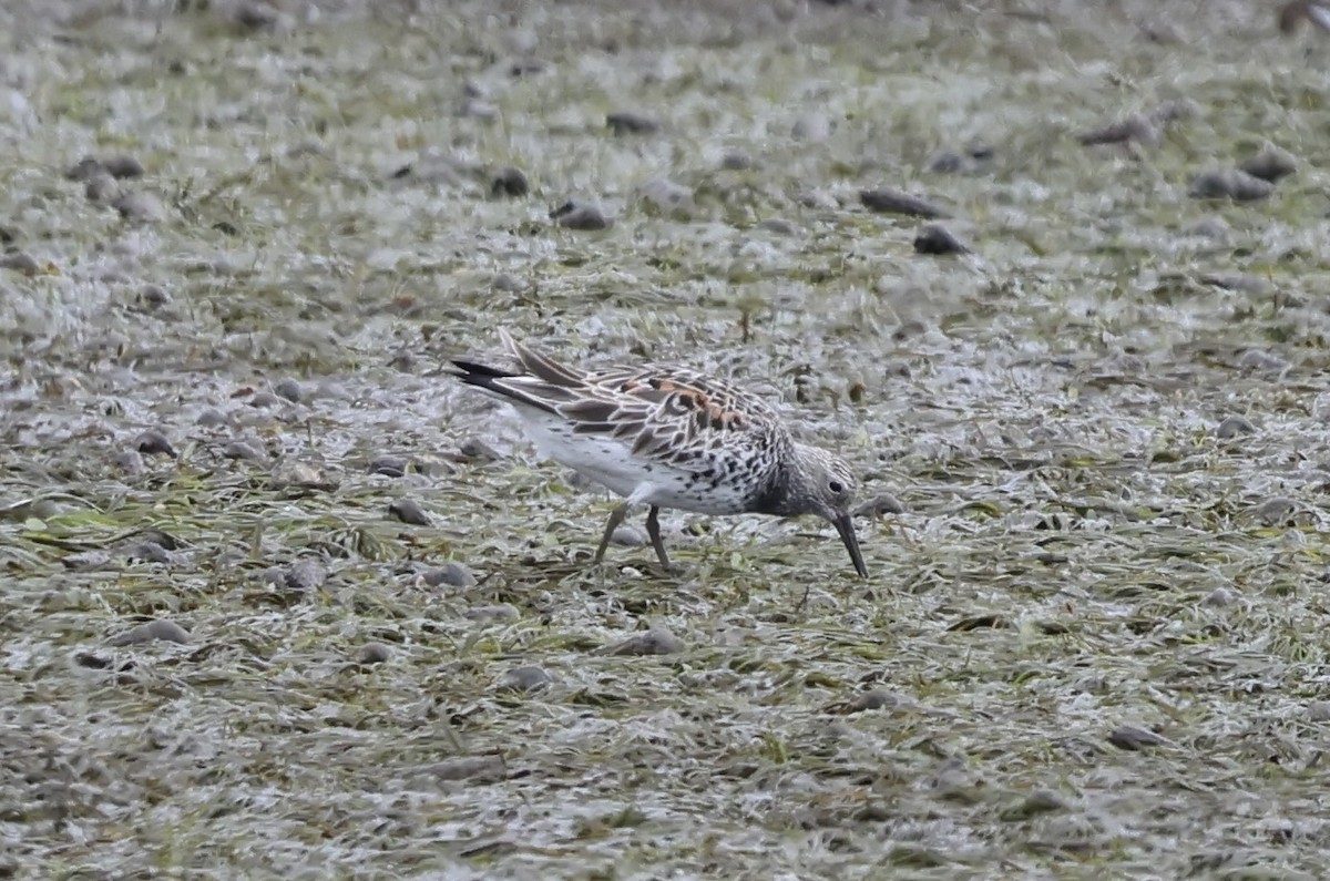 sibirsnipe - ML641257651