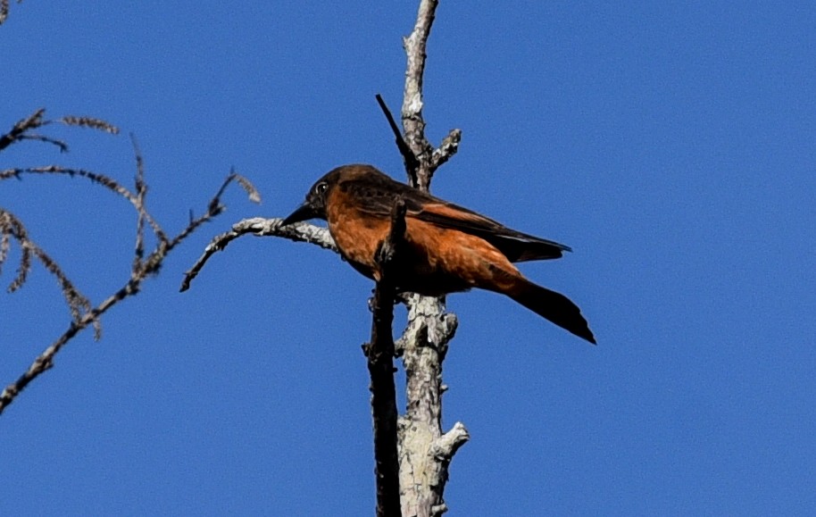 Cliff Flycatcher (Swallow) - ML641257665