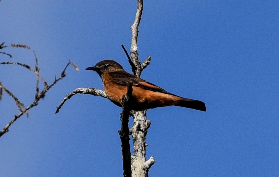Cliff Flycatcher (Swallow) - ML641257666