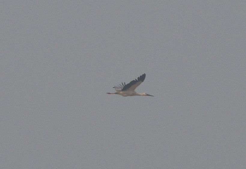 Schwarzschnabelstorch - ML641257680