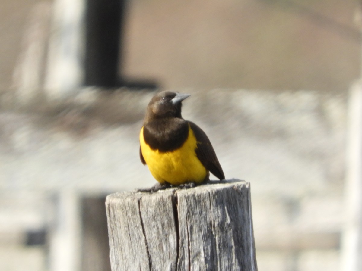 Yellow-rumped Marshbird - ML64125771